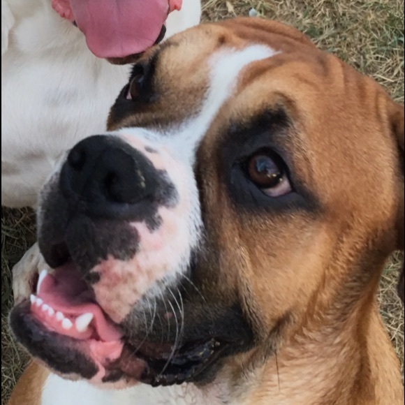 imaboxermama